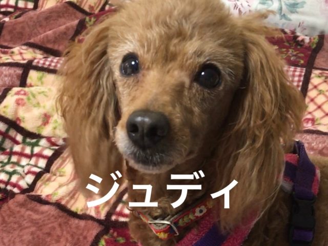 ベタベタ甘えんぼワンズ【ジュディ】