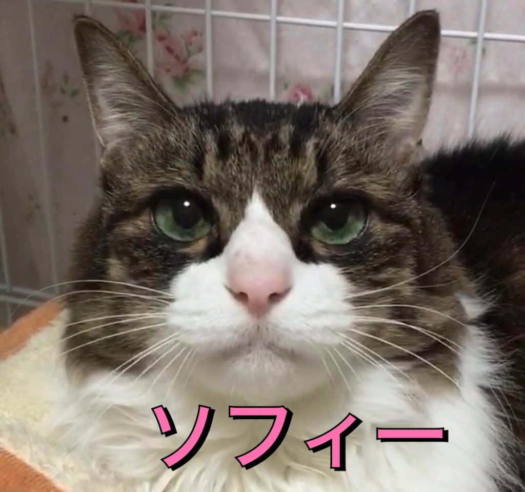 人が好きな静かな大人猫さん【ソフィー】