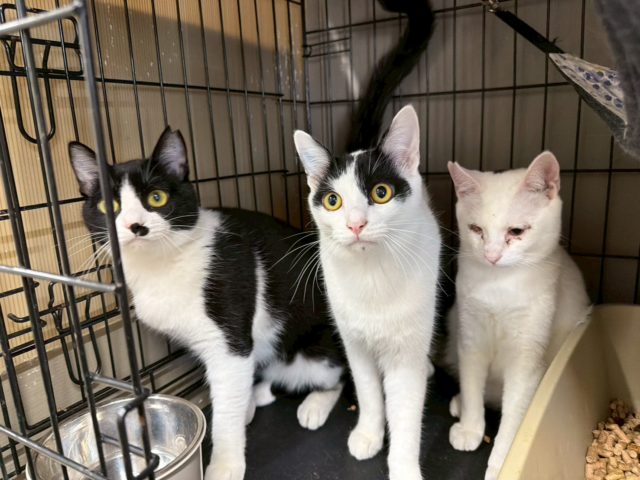 活発でやんちゃな男の子【パワー】