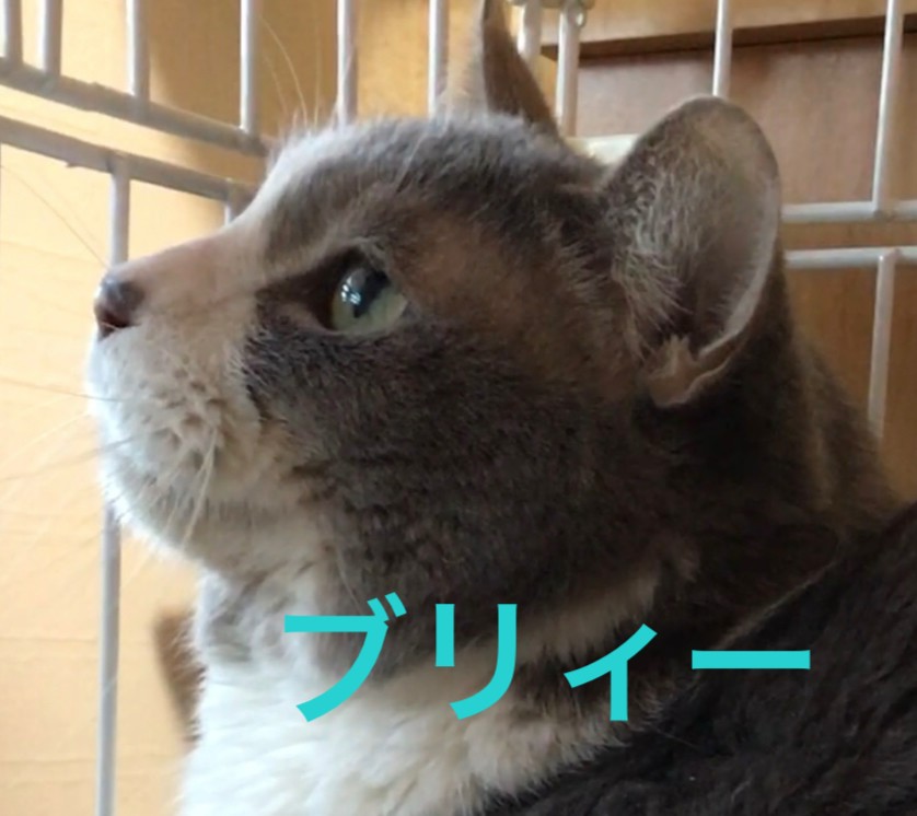 真面目顔でジーと見つめる丸顔な男【ブリィー】