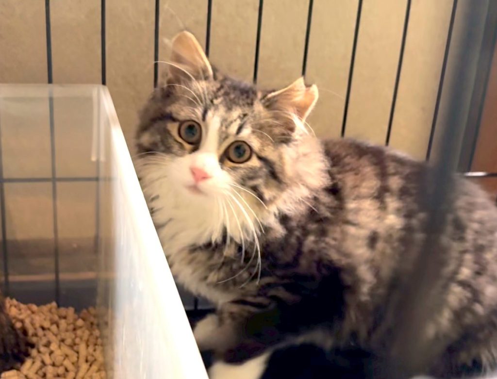 フワフワ、白いソックスの女の子【マリン】