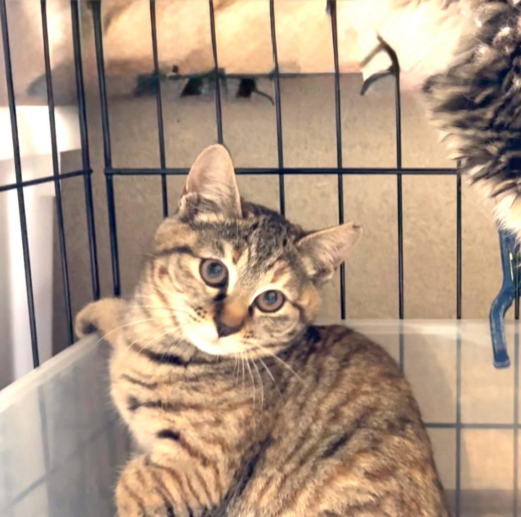 きれいな麦わら　女の子【ラム】