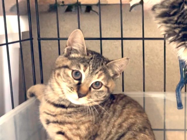 きれいな麦わら　女の子【ラム】