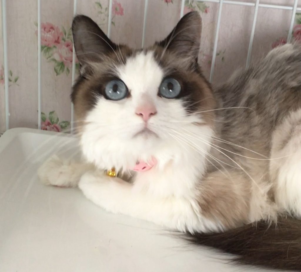 穏やかですがマイペースなお姫様【ラム】