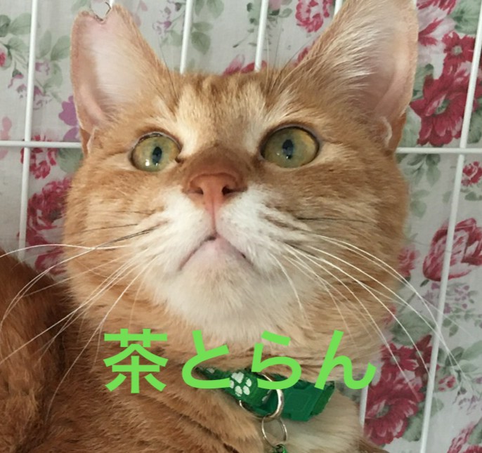 甘えん坊は卒業だぜ！と言わんばかりにガン見する男【茶とらん】