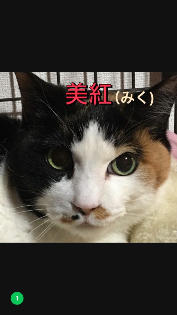 気ままなみく時々ゴロゴロにゃん🌸【美紅】