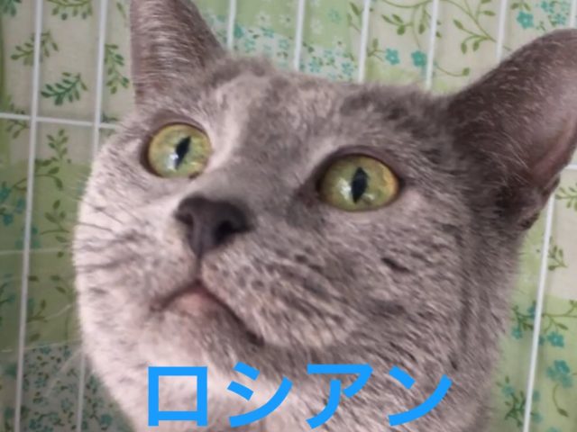 スリゴロベタベタなおじにゃん【ロシアン】