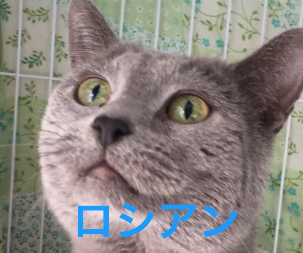 スリゴロベタベタなおじにゃん【ロシアン】