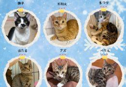 活動報告 (Instagramの投稿（4_5）)_20260212_220923_0000