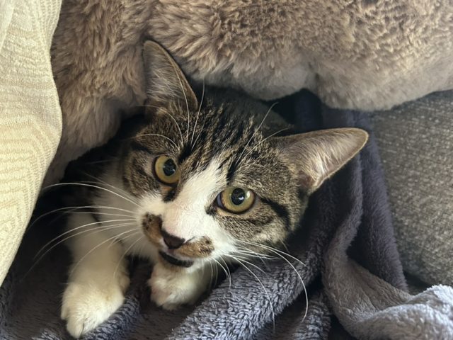 怖いけど甘えたい『ルル』