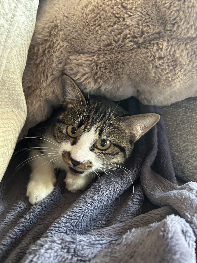 怖いけど甘えたい『ルル』