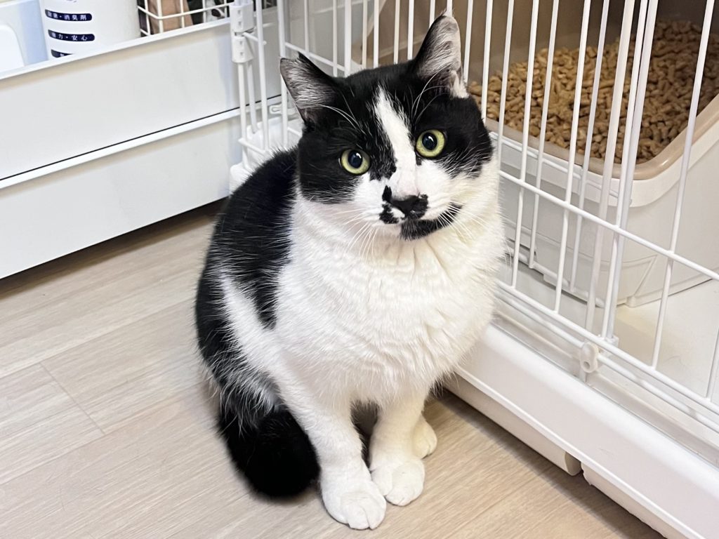 ちっちゃなお耳のまんまるフェイス『兜』