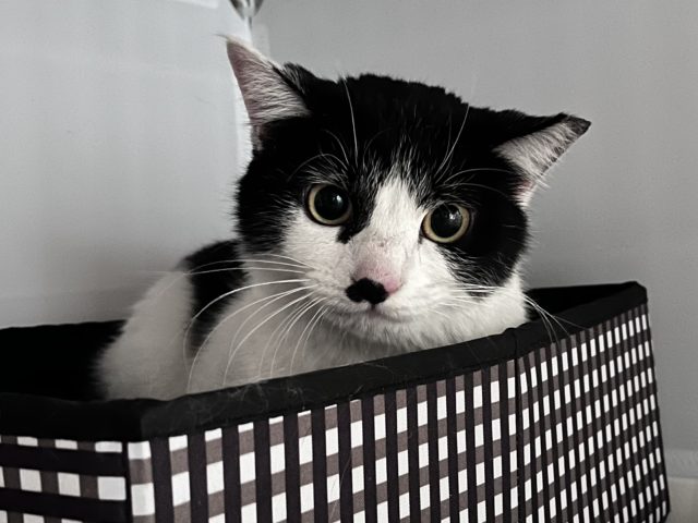 お耳のちっちゃなお喋り女子【オペラ】