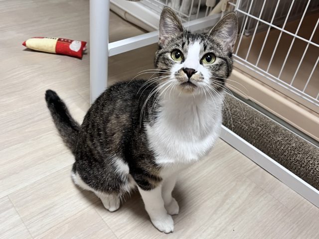 怖いけど甘えたい『ルル』