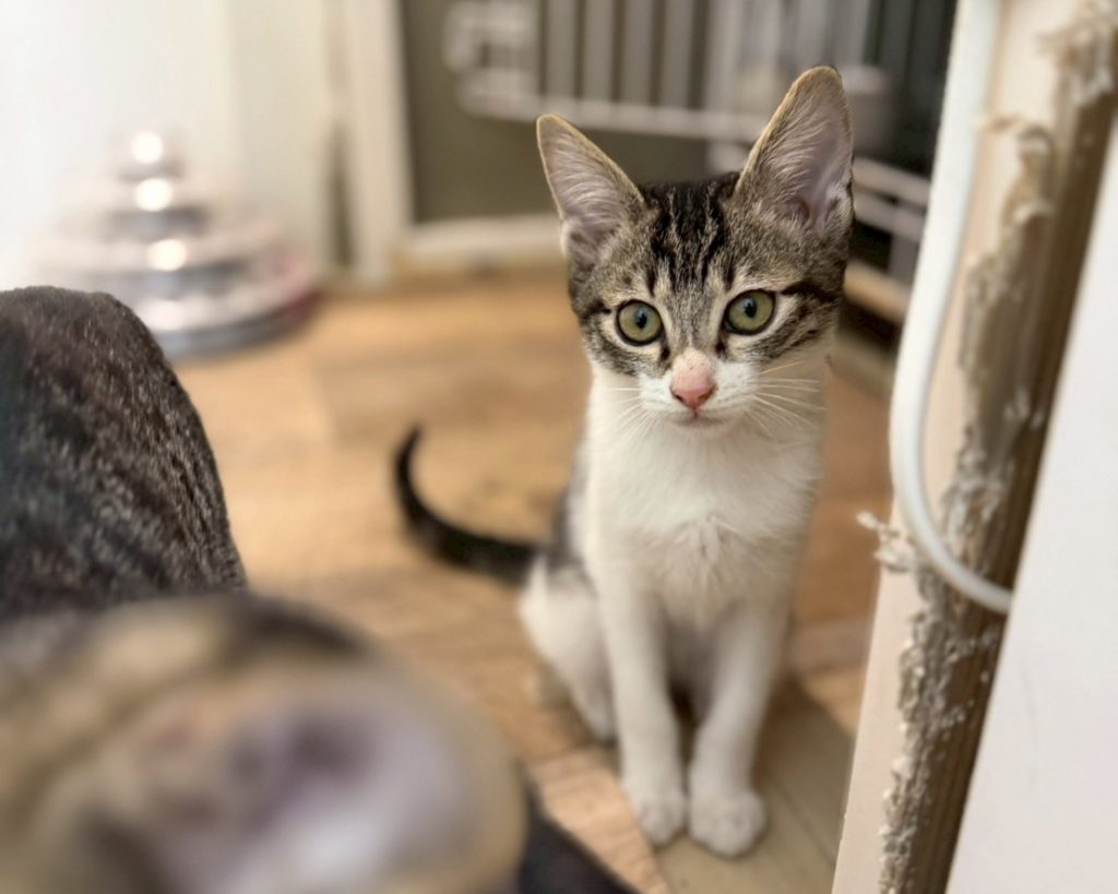 肩乗り４兄妹【團十郎】