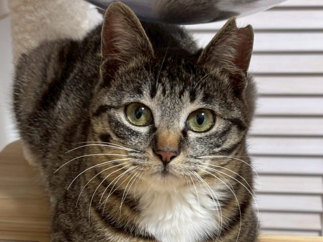 お目目クリクリ♡ シャイガール【小梅】