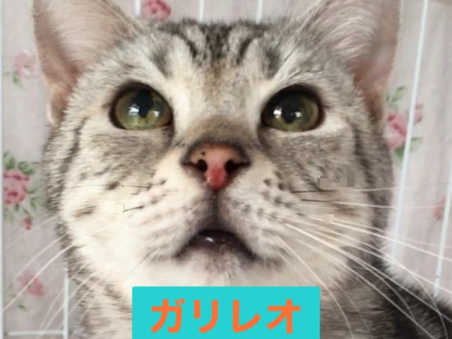 心は少年のようなおじにゃん【ガリレオ】