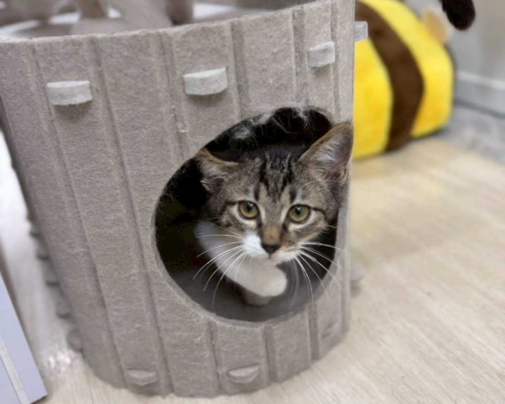 肩乗り４兄妹【おでん】