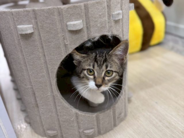 肩乗り４兄妹【おでん】