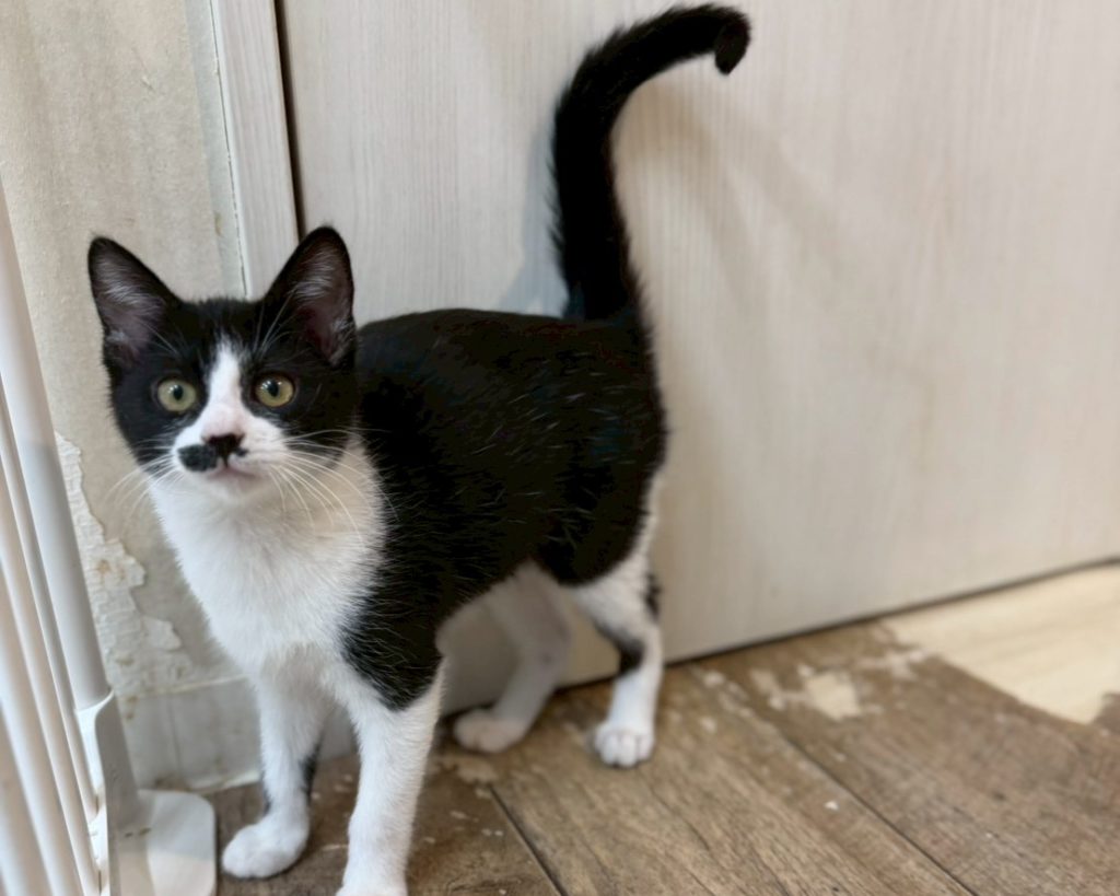 肩のり4兄妹【サチコ】