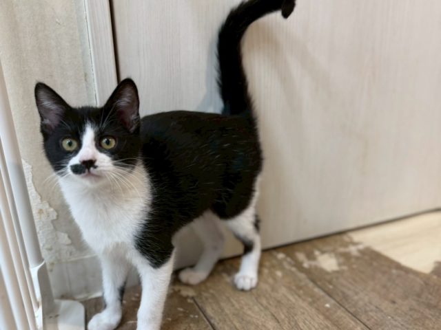 肩のり4兄妹【サチコ】