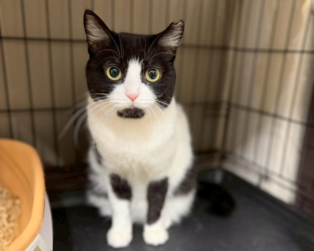 おとなしく小柄な女の子【スコシア】