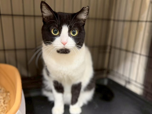 おとなしく小柄な女の子【スコシア】