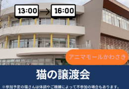 1_20260403_234320_0000