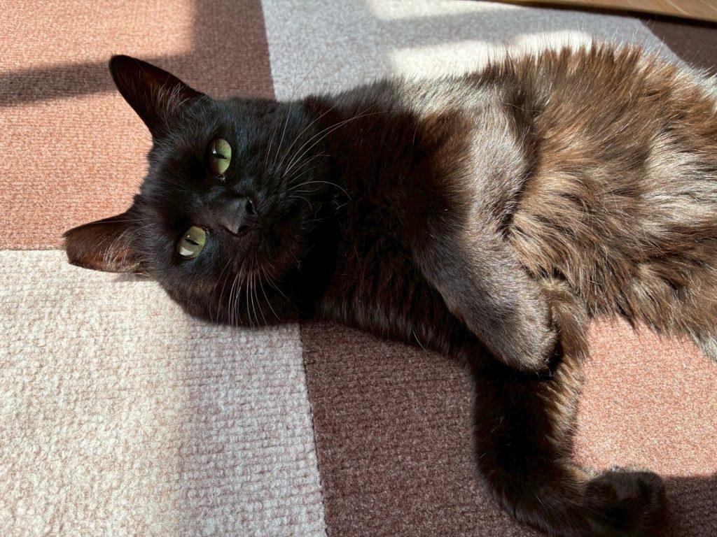 膝上大好き！名前を呼ぶとやってくる黒猫女子🐈‍⬛
