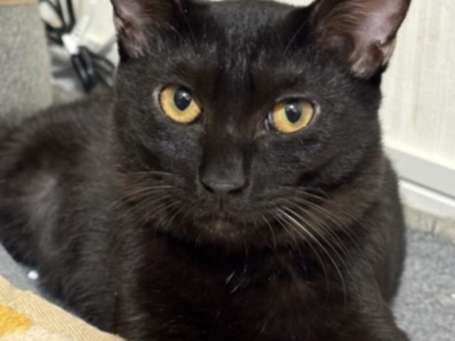 実はベタベタ甘なシャイボーイ