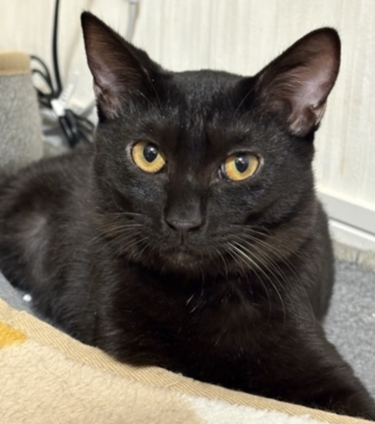 実はベタベタ甘なシャイボーイ